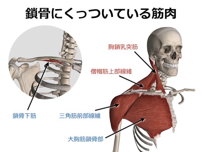 collarbone_muscle.jpg