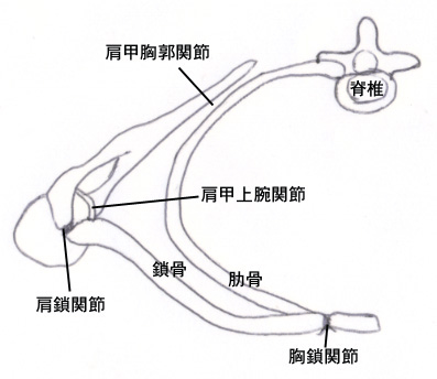 topview-right-shoulder-joint.png